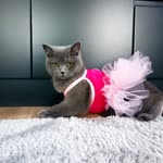 Nilüfer