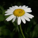 Burcu