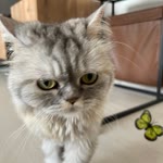 Yasemin