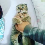 Maggie