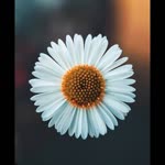Fatma