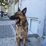 Sedat