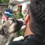 Umut