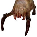 Kaan