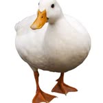 Betül