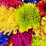 Elif