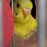 Sabiha