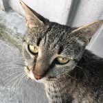 Furkan