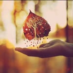 Merve
