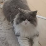 Ayça
