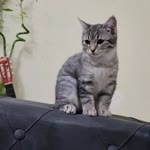 Nuri