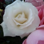Dilek