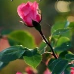 Asya
