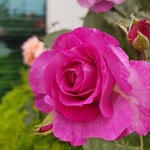 Ozlem