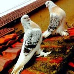 Berat