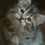 Temel