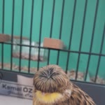 Kemal