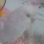 Pınar