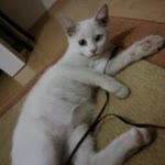 Ersin
