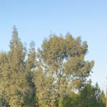 Elif