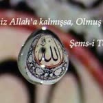 Olgun