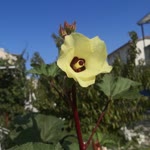 Öznur