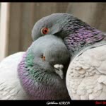Meral