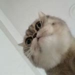Derya