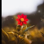 Dilek