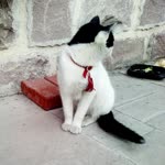 Merve