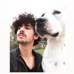 Halil
