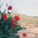Tayfur