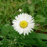 Merve