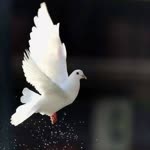 Öznur