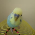 Miraç