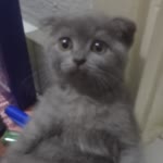 Melek