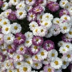 Irmak