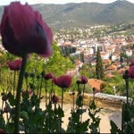 Mustafa