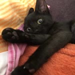 Hamida