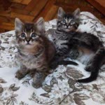 Elif