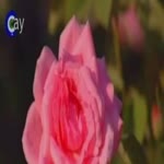 Arzu