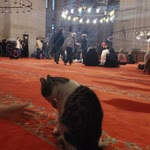 Zeynep