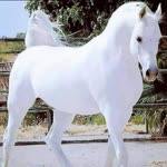 Yaşar