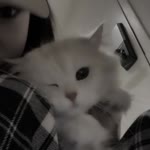 Amai