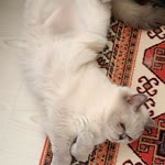 Ünal