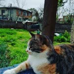 Ali