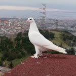 Çağlar