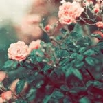 Damla