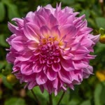 Rabia