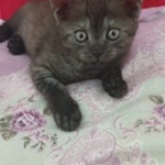 Emirhan